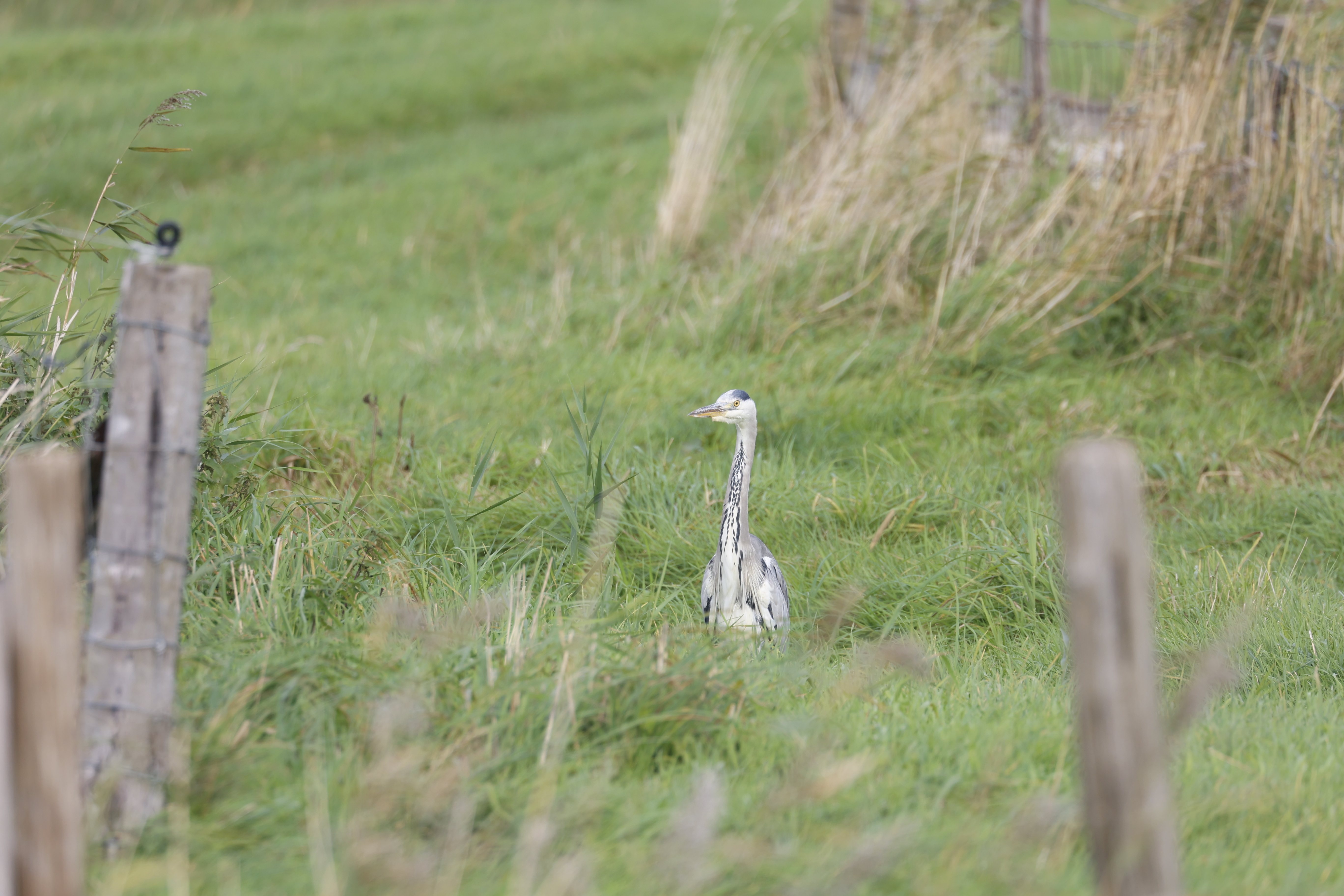 Blauwe reiger (Texel). Foto van Gerda van der Meer.
